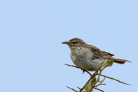 Calendulauda albescens
